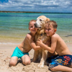 Summer with dogs